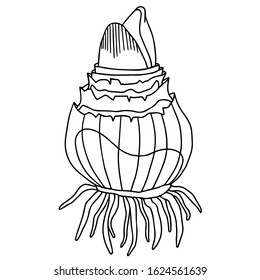 Hand drawing vector illustration. Coloring page. Amaryllis bulb with sprout and roots. Hippeastrum sprout. Spring Flower. Spring gardening illustration.