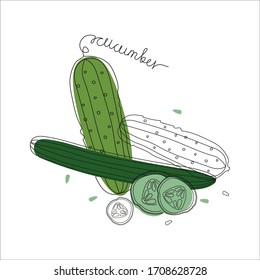 Hand drawing  vector illustration of cucumber, black and white contour drawing with green fill with lettering cucumber, whole vegetables, thin slices and seeds. 