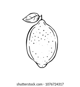  Hand drawing vector illustration of lemon.
