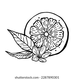 Hand drawing vector illustration of lemon with flower and leaves