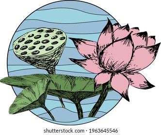 Hand drawing vector illustration of lotus. Colored engraving technique.