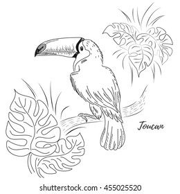 Hand drawing vector illustration with monochrome toucan and leaves. Inscription Toucan.