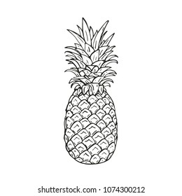  Hand drawing vector illustration of pineapple.
