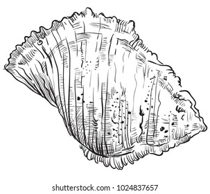 Hand drawing vector illustration. Seashell in black color isolated on white background.