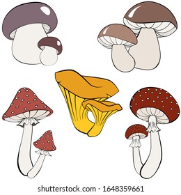 Hand drawing vector illustration. Set of different  mushrooms. Fresh forest plants collection. Amanita, Fly agaric, chanterelles, boletus