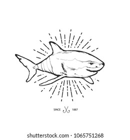 Hand drawing vector illustration - Shark. Isolated on white background