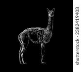 Vicuña hand drawing vector isolated on black background.