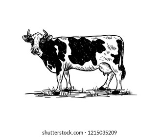 Hand Drawing Vector Livestock Cow or Cattle Farm Animal Sign Symbol Icon Logo Template Design Inspiration