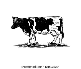 Hand Drawing Vector Livestock Cow or Cattle Farm Animal Sign Symbol Icon Logo Template Design Inspiration