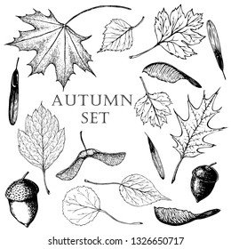 hand drawing Vector set of the leaves and seeds on a white background.