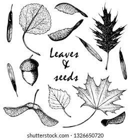 hand drawing Vector set of the leaves and seeds on a white background.