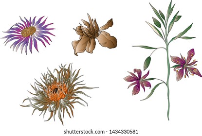 hand drawing vector
wild flowers and branches