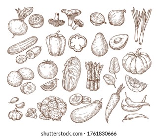 Hand drawing vegetables. Vector isolated set. Sketch illustration: tomato, cucumber, potato, cabbage, beetroot, carrot, mushrooms. Farming, harvest, eco products. For advertising, banners, textiles.