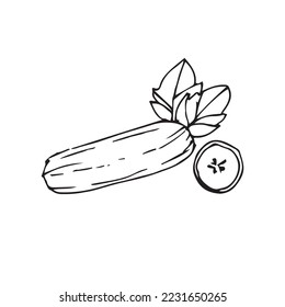 Hand Drawing Vegetables Vector Shape