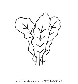 Hand Drawing Vegetables Vector Shape
