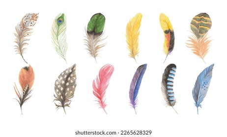 Hand drawing vintage art realistic quill feathers. Feather set. Detailed bird feathers in realistic style. Hand drawn vector illustration. Isolated on white background.
