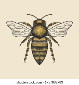 Hand Drawing Vintage Bee Vector Illustration