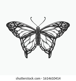 Hand drawing vintage butterfly monochrome vector illustration