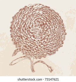 Hand drawing - vintage card