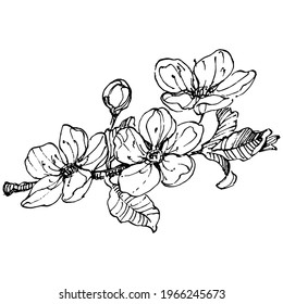 Сherry hand drawing vintage clip art. berries logo or tattoo highly detailed in line art style concept. Black and white isolated. Antique vintage engraving illustration for emblem