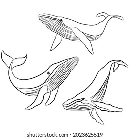 Hand Drawing Whales Doodle Illustration in different poses. An Arctic Animal 
