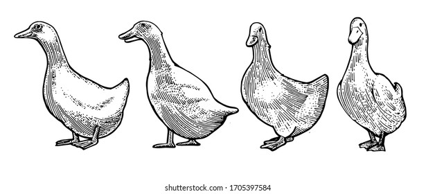 Hand drawing. White ducks. Black Outline. Vector.  Sketch engraving. Retro style. Isolated on a transparent background. Packaging design element.