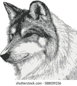 Hand drawing the wolf face on white background double exposure