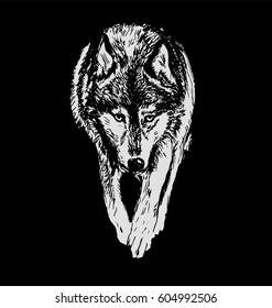 Hand drawing a wolf on a black background. Vector illustration