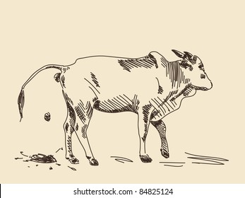 Hand drawing zebu cow in action