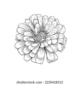 Hand drawing of Zinnia flower head isolated on white background. Element for design in line art style for greeting card  ,Vector illustration.