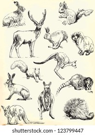 Hand drawings (black outlines) - Animals - Vector description: Collection of drawings (each on a separate layer) on vintage paper in yellow color (the paper is separated in the lower layer).