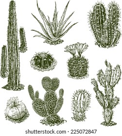 Hand drawings of different desert evergreen  cactuses, vector illustration isolated on white