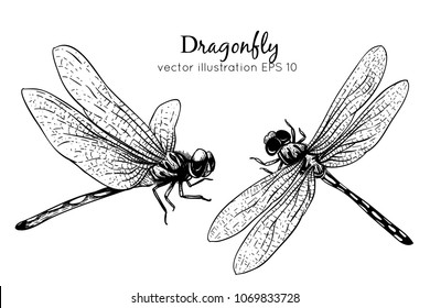 Hand drawings dragonfly. Black and white with line art vector illustration.