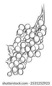 Dibujos a mano de Ilustración vectorial de cepillo de uva