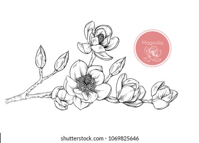 Hand drawings magnolia flowers. Black and white with line art vector illustration.