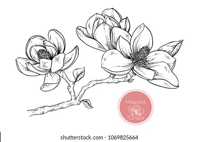 Hand drawings magnolia flowers. Black and white with line art vector illustration.