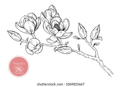 Hand drawings magnolia flowers. Black and white with line art vector illustration.