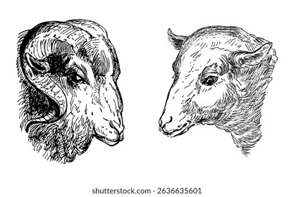 Hand drawings of ram and sheep heads, farm animals, vector illustration isolated on white