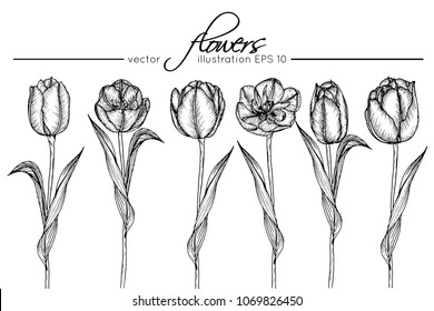 Hand drawings tulip flowers. Black and white with line art vector illustration.