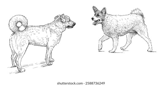 Hand drawings of two cute dogs walking outdoors, realistic sketches, vector illustration isolated on white