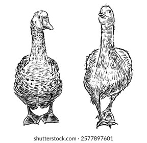 Hand drawings of two various domestic geese, front view, vector illustration