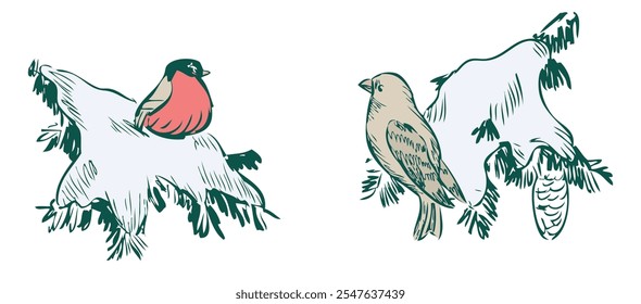 Hand drawings of two wild birds on frozen fir branches in winter forest, vector sketches