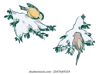 Hand drawings of two wild birds, titmouse, chaffinch on frozen fir branches in winter forest, vector sketches