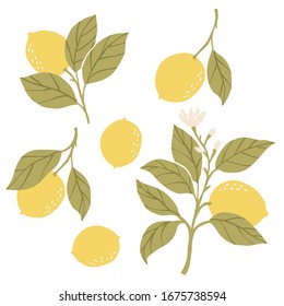 Hand drawl summer set with Lemon. Vector Lemon print for fabric or wallpaper.