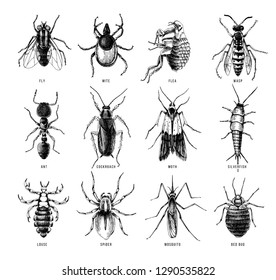 Hand drawn 12 dangerous insects. Pest control. Vector illustration