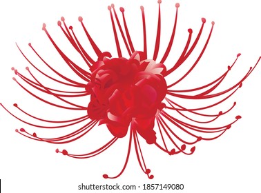 Hand drawn 3d red spider lily isolated on white background svg