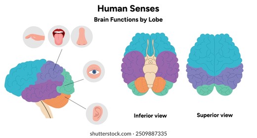 Hand drawn 5 human senses infographic. Brain functions by lobe