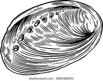 Hand drawn Abalone Shell Sketch Illustration