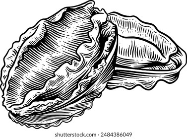 Dibujado a mano Abalone Sketch Illustración