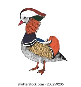hand drawn abstract bird